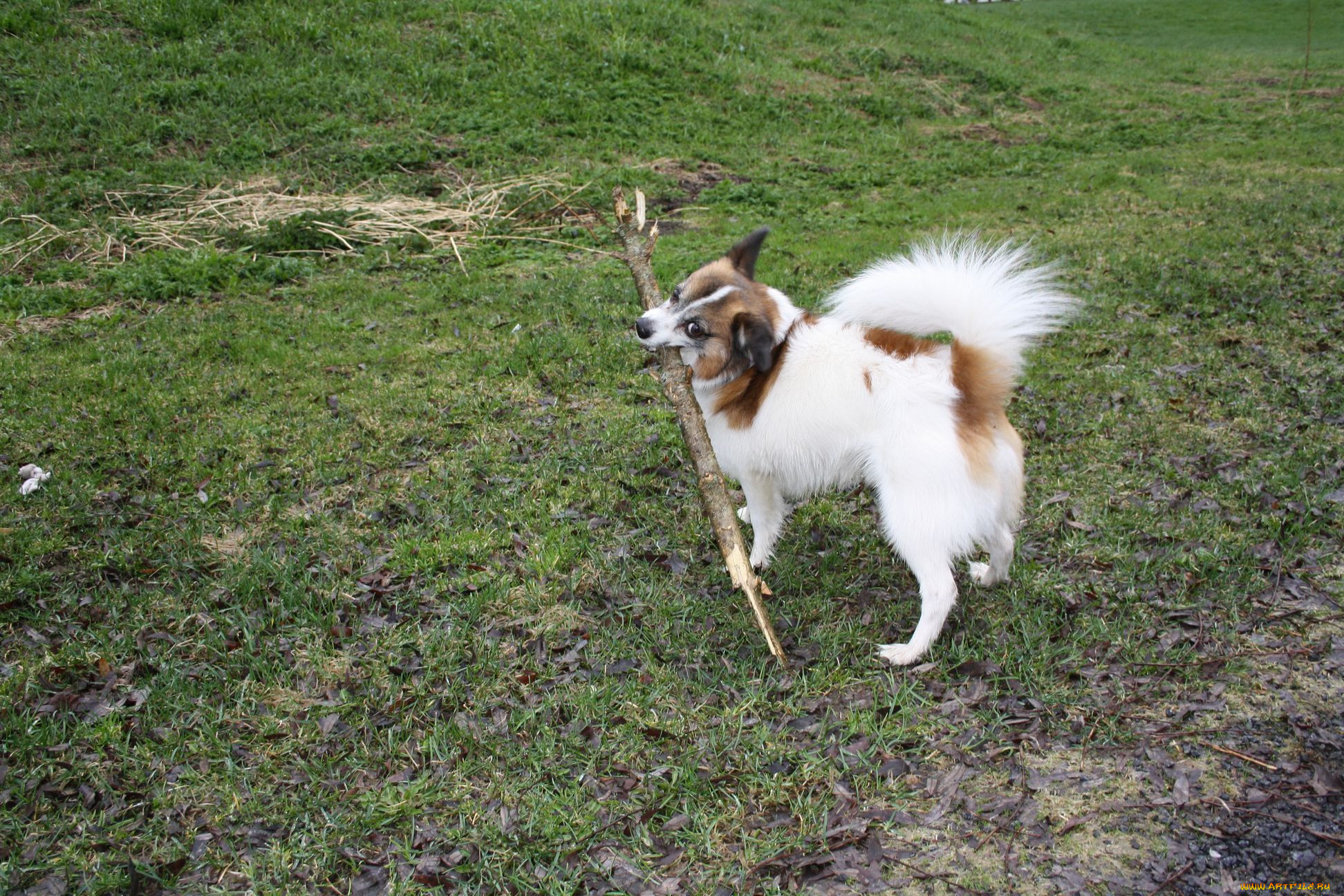 , , , dog